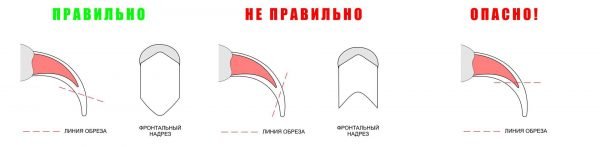 Правильная обрезка когтей