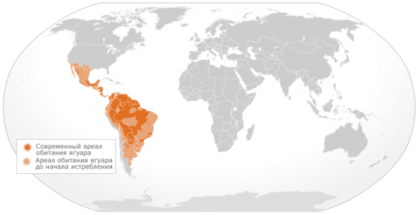 Среда обитания ягуаров