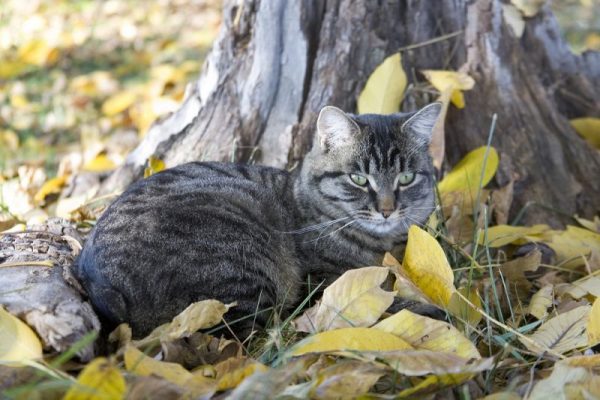 Мэнкс в саду