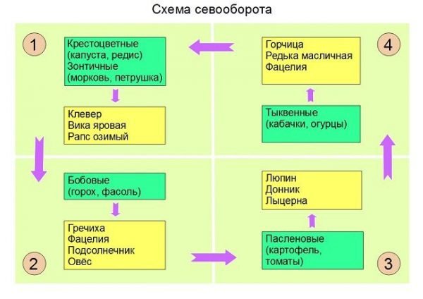 Схема севооборота