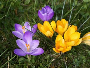 Crocus