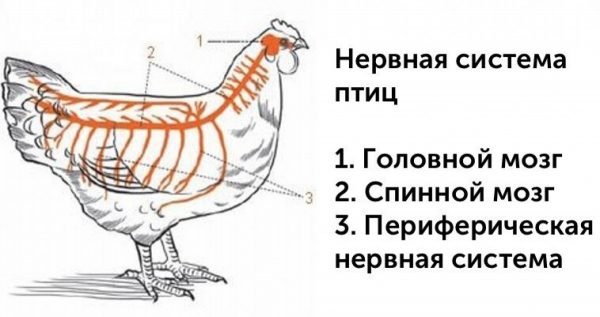 Спинной и головной мозг курицы