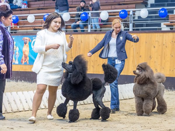 Королевские пудели на конкурсе