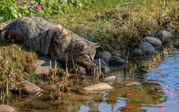 Кошка рыболов